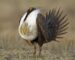 This Obscure Grouse Will Make Driving More Expensive