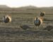 Is it goodbye to the Sage Grouse? Is it goodbye to the Sage Grouse?