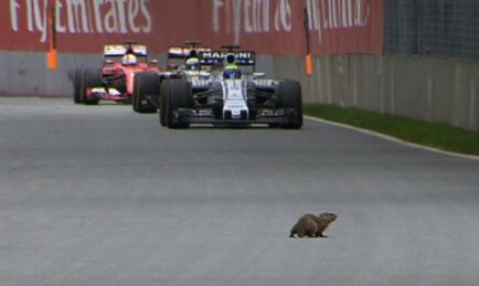 Hamilton wins Canadian GP but little critter is the star