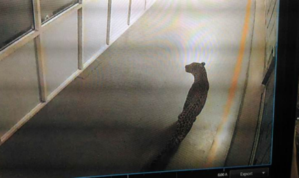 A Big Cat prowls Maruti Suzuki