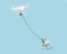 Have You Droned Your Dog?