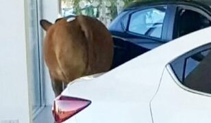 Lembu Pun Nak Beli Mazda? Masuk Bilik Pameran Tanpa Disedari