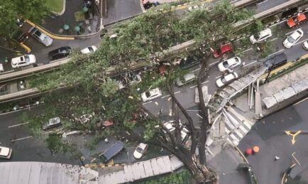 ISU POKOK TUMBANG. SEPATUTNYA POKOK TUA PATUT DITEBANG UNTUK ELAK MALAPETAKA.