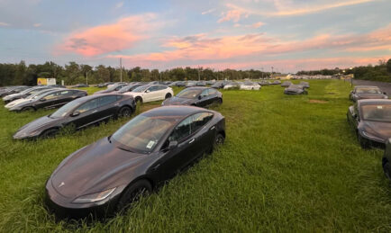 Hundreds of Tesla Model 3s Found Quizzically in Overgrown Lot in Florida
