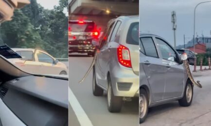 Axia Python: A Snake Casually Hitches A Ride Around KL